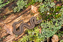 Adder (Vipera berus) young Adder basking on log with Birch leaves to show scale, West Sussex, England, UK, April