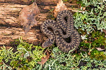 Adder (Vipera berus) young Adder basking on log with Birch leaves to show scale, West Sussex, England, UK, April