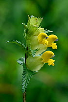 Yellow rattle (Rhinanthus minor) flower head, Buckinghamshire, England, UK, June - Focus Stacked Image
