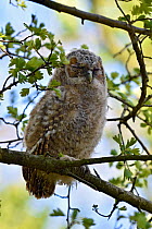 Tawny Owl  (Strix aluco) Chick branching away from nest, Hertfordshire, England, UK, April