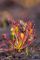 Oblong-leaved Sundew (Drosera intermedia) with insect prey,  plant growing on bare peat on heathland, Surrey, England, UK - Focus Stacked Image