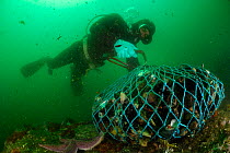 Diving fisherman collecting Chilean blue mussel (Mytilus chilensis) Comau Fjord, Patagonia, Chile, Atlantic Ocean