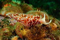 White tipped tentacle sea slug (Flabellina falklandica) Comau Fjord, Patagonia, Chile, Atlantic Ocean