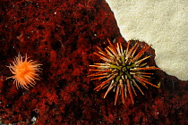 Naked green sea urchin (Arbacia dufresnii) Comau Fjord, Patagonia, Chile, Atlantic Ocean