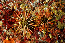 Naked green sea urchin (Arbacia dufresnii) Comau Fjord, Patagonia, Chile