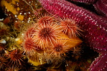 Red / Edible Chile sea urchin (Loxechinus albus) on Lampshell (Magellania venosa) Comau Fjord, Patagonia, Chile, Atlantic Ocean