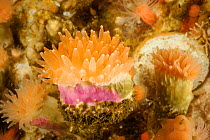 Crested cup coral (Desmophyllum dianthus) Comau Fjord, Patagonien,  Chile, Atlantic Ocean