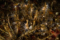Storey anemone (Gonactinia prolifera) Comau Fjord, Patagonia, Chile, Atlantic Ocean