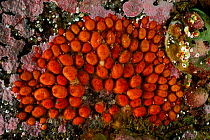 Marine prickly pear (Polyzoa opuntia) Comau Fjord, Patagonia, Chile, Atlantic Ocean