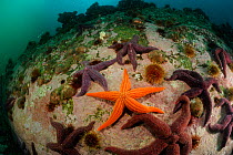 Common light striated star (Stichaster striatus) surrounded by Common fjord starfish (Cosmasterias lurida) Comau Fjord, Patagonia, Chile, Atlantic Ocean