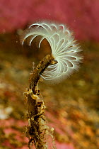 Feather worm (Hypsicomus phaeotaenia) size around 6cm, Comau Fjord, Patagonia, Chile, Atlantic Ocean