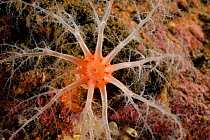 Red squamous rock sea cucumber (Psolus squamatus segregatus) Comau Fjord, Patagonia, Chile, Atlantic Ocean