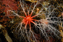 Red squamous rock sea cucumber (Psolus squamatus segregatus) Comau Fjord, Patagonia, Chile, Atlantic Ocean