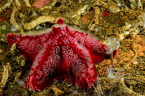 Red spiny cushion seastar (Porania antarctica) Comau Fjord, Patagonia, Chile, Atlantic Ocean
