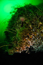 Deep-sea coral (Desmophyllum dianthus) Comau Fjord, Patagonia,  Chile, Atlantic Ocean