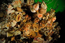 Horsefish (Congiopodus peruvianus) well camouflaged against Deep-sea coral (Desmophyllum dianthus) Comau Fjord, Patagonia, Chile, Atlantic Ocean