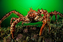 Southern king crab (Lithodes santolla) Comau Fjord, Patagonia, Chile, Atlantic Ocean