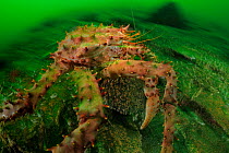 Southern king crab (Lithodes santolla) Comau Fjord, Patagonia, Chile, Atlantic Ocean