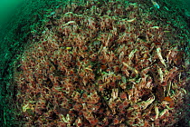 Papyrus worm (Chaetopterus variopedatus) Comau Fjord, Patagonia, Chile, Atlantic Ocean