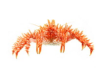 Southern king crab (Lithodes santolla) about 15cm size, Comau Fjord, Patagonia, Chile Atlantic Ocean