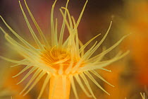 Yellow encrusting anemone (Parazoanthus elongatus) about 7cm size, Comau Fjord, Patagonia, Chile, Atlantic Ocean