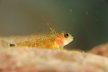 Cunningham's triplefin fish (Helcogrammoides cunninghami) about 5cm size, Comau Fjord, Patagonia, Chile, Atlantic Ocean