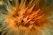 Crested cup coral (Desmophyllum dianthus) a deep sea species, Comau Fjord, Patagonia, Chile Atlantic Ocean