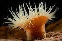 Anemone (Anthothoe chilensis) is common in Chile and the specimens are often very numerous and form large settlements, Comau Fjord, Patagonia, Chile Atlantic Ocean