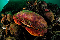 Rock crab (Cancer eswardis) around 20cm size, Comau Fjord, Patagonia, Chile, Atlantic Ocean