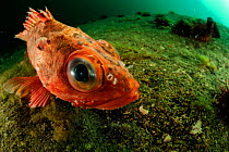 Patagonian redfish (Sebastes oculatus) about 4cm, Comau Fjord, Patagonia, Chile