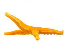 Studer's Henricia starfish (Henricia studeri) around 10cm, Comau Fjord, Patagonia, Chile