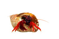 Blood-red hermit crab (Pagurus edwardsi) around 4cm, Comau Fjord, Patagonia, Chile