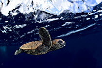 Hawksbill sea turtle (Eretmochelys imbricata) hatchling struggles against the swell to swim away from the coast, Bonaire, Leeward Antilles, Caribbean region, Netherlands Antilles