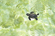 Loggerhead sea turtle (Caretta caretta) hatchling struggles against the swell to swim away from the coast, Bonaire, Leeward Antilles, Caribbean region, Netherlands Antilles