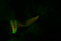 Bearded fireworm (Hermodice carunculata) photographed with ultraviolet / UV light, Bonaire, Leeward Antilles, Caribbean region, Netherlands Antilles
