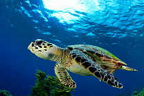 Hawksbill sea turtle (Eretmochelys imbricata) Bonaire, Leeward Antilles, Caribbean region, Netherlands Antilles