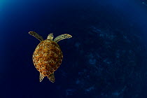 Green sea turtle (Chelonia mydas) Bonaire, Leeward Antilles, Caribbean region, Netherlands Antilles