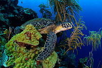 Green sea turtle (Chelonia mydas) resting or sleeping on coral reef, Bonaire, Leeward Antilles, Caribbean region, Netherlands Antilles