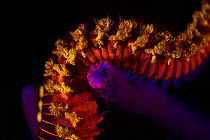Bearded fireworm (Hermodice carunculata) photographed with ultraviolet / UV light, Bonaire, Leeward Antilles, Caribbean region, Netherlands Antilles