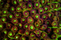 Fluorescent coral photographed with ultraviolet / UV light, Bonaire, Leeward Antilles, Caribbean region, Netherlands Antilles