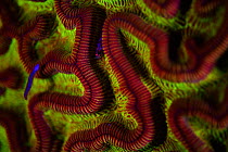 Fluorescent coral photographed with ultraviolet / UV light, Bonaire, Leeward Antilles, Caribbean region, Netherlands Antilles
