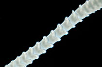 Tapeworm (Cestoda) a parasitic flatworm (genus Crossobothrium) found in sharks, Huinay Scientific Field Station, Comau Fjord, Patagonia, Chile