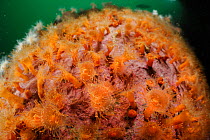 Jewel anemones (Corynactis carnea) Comau Fjord, Patagonia, Chile Pacific Ocean