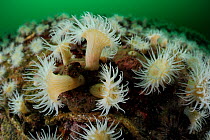 Anemone (Anthothoe chilensis) is common in Chile and the specimens are often very numerous and form large settlements. Comau Fjord, Patagonia, Chile Pacific Ocean