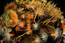 Orange decameric anemone (Halcurias pilatus) Comau Fjord, Patagonia, Chile Pacific Ocean