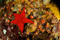Badge starfish (Diplodontias singularis) Comau Fjord, Patagonia, Chile, Pacific Ocean