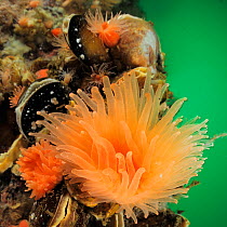 Deep-sea coral - Crested cup coral (Desmophyllum dianthus) - Comau Fjord, Patagonia, Chile |