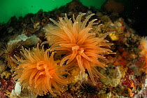 Crested cup coral (Desmophyllum dianthus) a deep-sea coral,  Comau Fjord, Patagonia, Chile