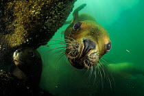 Southern sea lions (Otaria flavescens) Comau Fjord, Patagonia, Chile, Pacific Ocean, January
