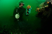 Diver fisherman collecting Chilean blue mussel (Mytilus chilensis) Comau Fjord, Patagonia, Chile, Pacific Ocean, January